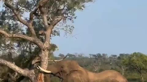 OMG Elephant tree pushing down finally tree broken in Africa wildlife.