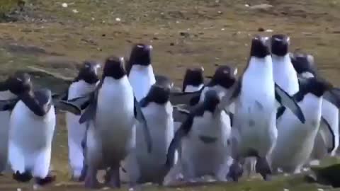 Best of Funny Penguins 😊🐧 Funny And Cute Penguins (Full) [Funny Pets]