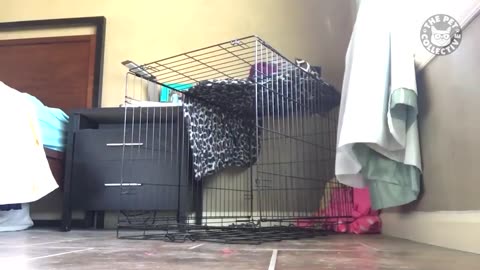 Pet Escape Artists | Funny Pet Video Compilation | The Pet Collective