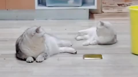 Cute and funny ☺️😄☺️😄😄😄☺️😄☺️☺️☺️ Dog vs cat 🐱🐈