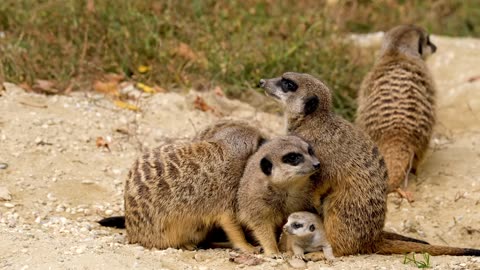 Group of Meerkats taking care of pups