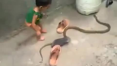 Kid Plays with a snake