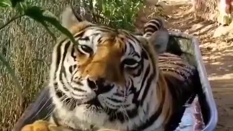 Tiger photoshoot in a water tub