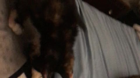 Kittens at play - playing with mommy's tail and attacking my feet/socks