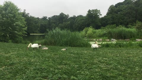 Beautiful Swan family with 6 swanlings in Prospect Park Brooklyn