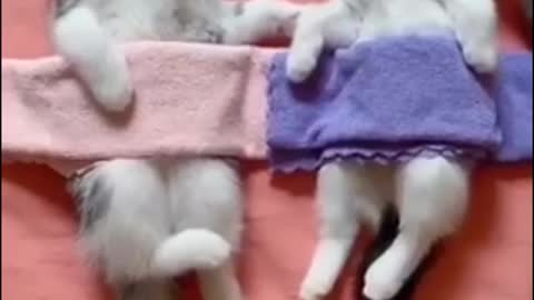 Funny Pet Videos - Family Cat - Really Funny & Cute Cat