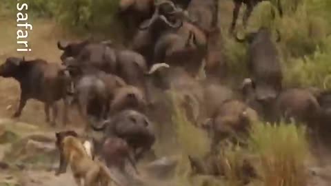 Buffalo Herd Save Baby from Lion Attack 🦁🦁 World Wild Web #wildlife #shorts #lion World Wild Web