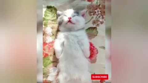 Sleeping activities Cat Short training videos