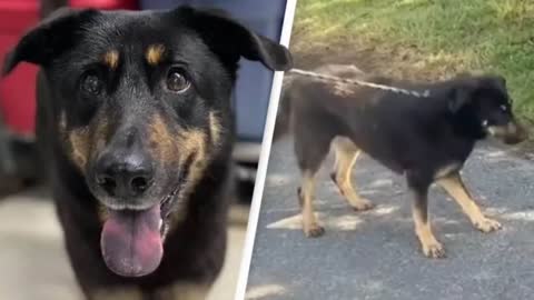 Dog Abandoned At Animal Shelter Because Owners Thought He's Gay