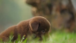 Cute little doggo :)