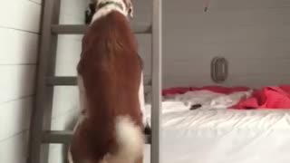 Rescue dog climbs ladder to be with her family