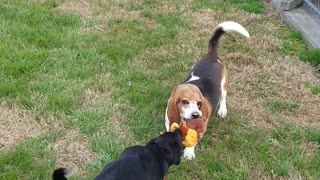 Basset Hound Huskador Tug of War