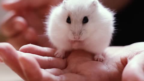 Cute hamster , Russia hamster