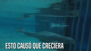 La verdad que Marineland esconde sobre la muerte de la ballena Gia