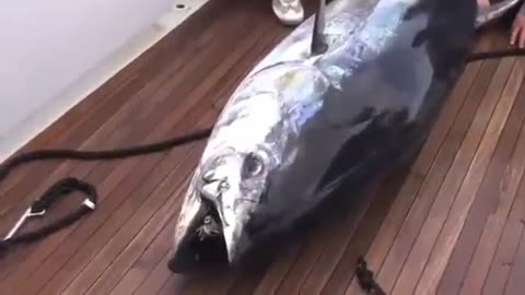 Big Tuna Fishing on Deep Sea - Fish trap for big fish