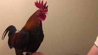TINY Rooster crowing!