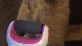 Cat gets nails done