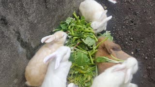 My Cute Fat Bunnies Eating!!