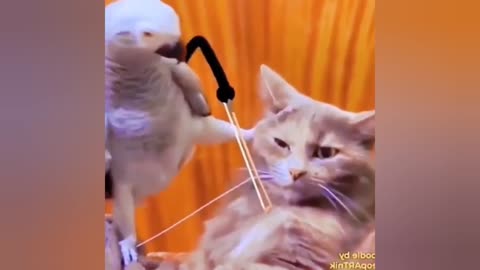 Parrot with animated hands ,😂🤣🤣 does what he wants with the cat. Very funny video