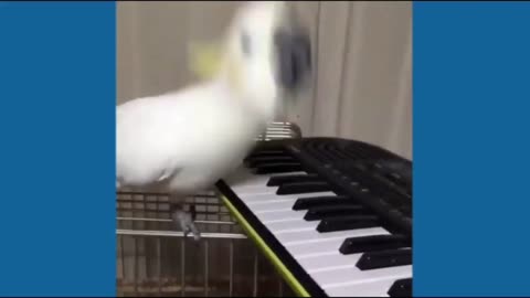 Parrot learns to play