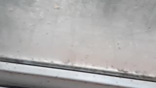 Crazy mosquito storm after thr Istanbul storm