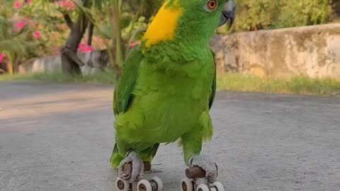 Parrot Shows Off Roller-Skating Skills, VIRAL,TRENDING,