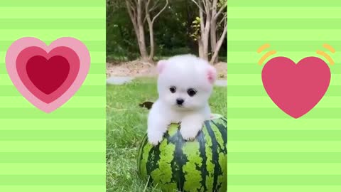Cute dogo came out from water meloon and so very cute