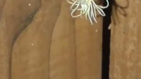 Large Daddy Long Leg Spider Molting