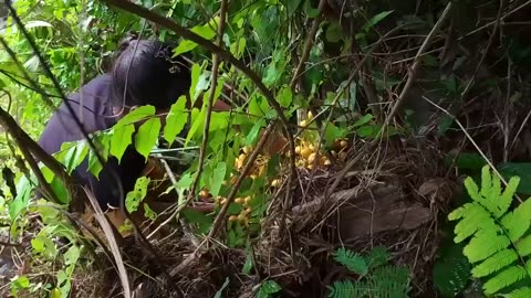 Exploring the Wild: 4 Thrilling Survival Videos - Catch, Cook, and Snake Soup for Jungle Lunch!