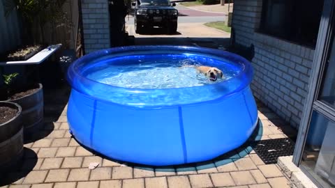 Yellow Labrador get's her own pool for an Aussie summer