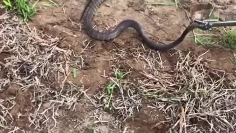 Cute Puppy RESCUED from king cobra 😱😵