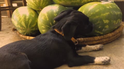 Brilliant Puppy Teething Remedy On Watermelons