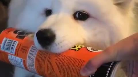 Selfish Dog Refuses To Share A Can Of Chips