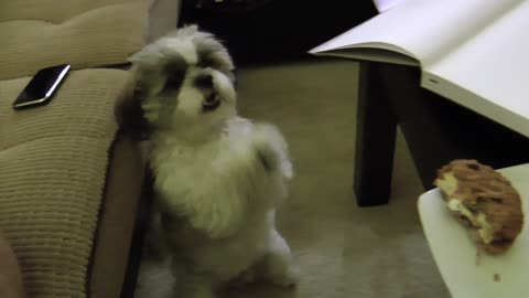 Funny Dog Adorably Begs For Delicious Carrot Cake Cookie