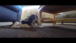 Basset Hound puppy plays with tennis ball for first time