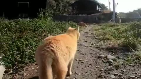 A beautiful walk from a cute cat