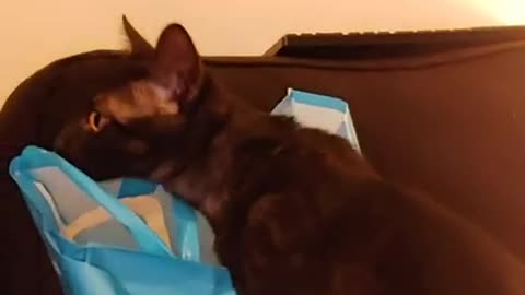 Kitten tries to steal groceries