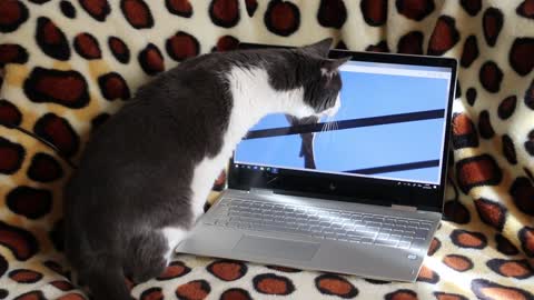 Funny cat trying to catch bird on computer