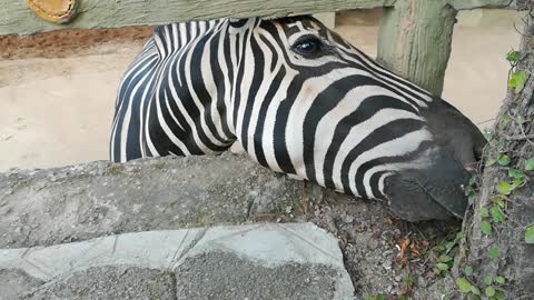 Close Up With A Zebra