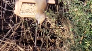 Squirrel stealing bird seed