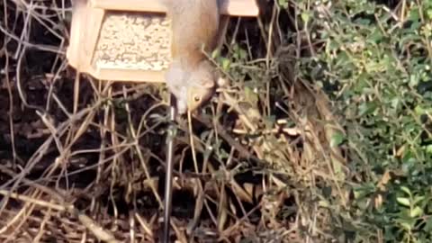 Squirrel stealing bird seed