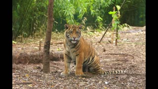 The Adelaide Zoo celebrates International Tiger Day