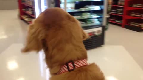 Dog shopping in Petco