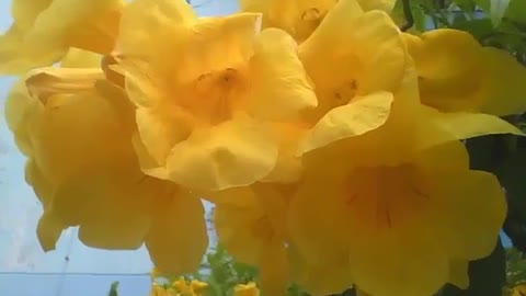 A beautiful bunch of yellow elder, they are beautiful flowers! [Nature & Animals]