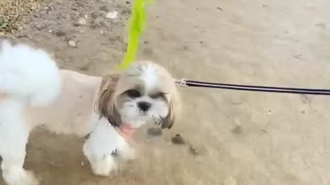 Funny dog video 😋 Dog Playing Beach