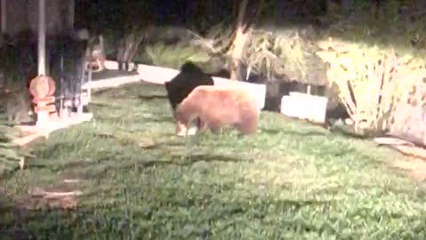 Bear enjoys a nighttime snack