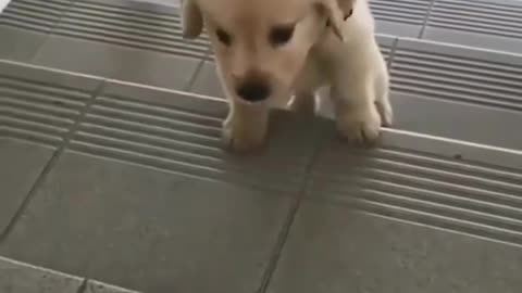 Cute dog || playing video ||