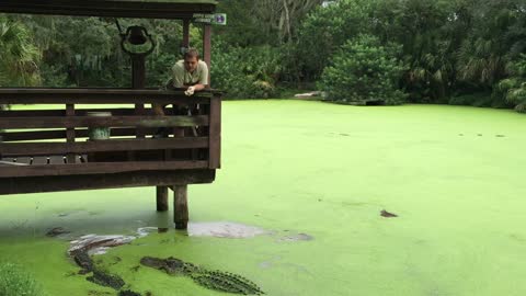 Alligator Gets Cranky at Feeding Time