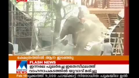 Elephant attack in Kochi Manorama News [SiGator]