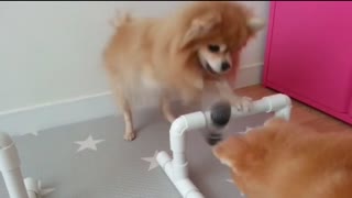 Adorable Pomerians is playing with a nose work toy